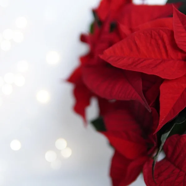 博彩软件棋牌游戏